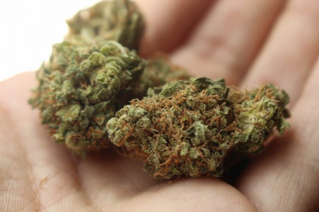 Le cannabis médical bientôt autorisé en France ?