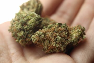 Le cannabis médical bientôt autorisé en France ?