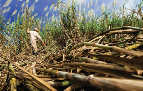 La bagasse, ressource énergétique incontournable de l’île Maurice