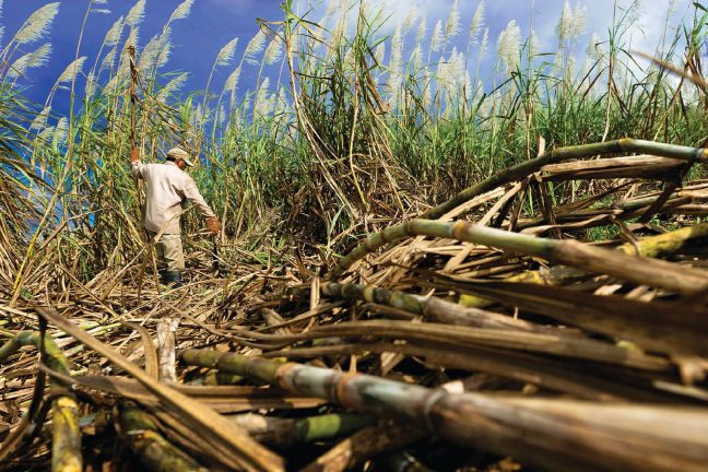 La bagasse, ressource énergétique incontournable de l’île Maurice