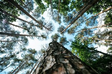 « Construire en bois ou installer du parquet dans son intérieur, c’est contribuer à alimenter la production de bois énergie », Eric Vial (Proprellet)
