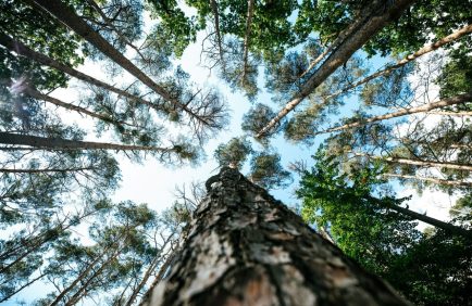 « Construire en bois ou installer du parquet dans son intérieur, c’est contribuer à alimenter la production de bois énergie », Eric Vial (Proprellet)