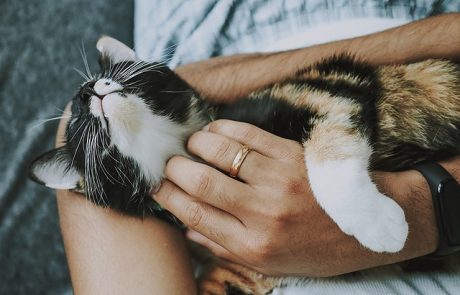 Les animaux de compagnie, alliés insoupçonnés de notre santé