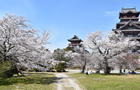 Les fleurs de cerisiers de Kyoto les plus précoces en 1200 ans indiquent un changement climatique, selon un scientifique