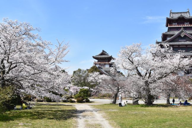 Les fleurs de cerisiers de Kyoto les plus précoces en 1200 ans indiquent un changement climatique, selon un scientifique