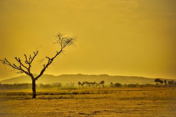 Réchauffement climatique : les records se suivent et, malheureusement, se ressemblent