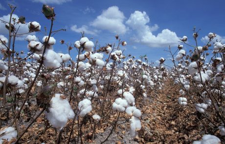 L’Afrique de l’Ouest compte sur les produits chimiques pour lutter contre un nouveau ravageur