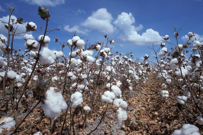 L’Afrique de l’Ouest compte sur les produits chimiques pour lutter contre un nouveau ravageur