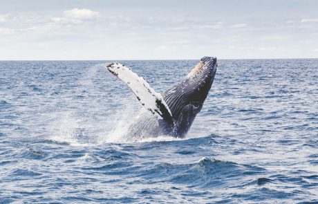 L’Australie dénonce la chasse à la baleine au Japon