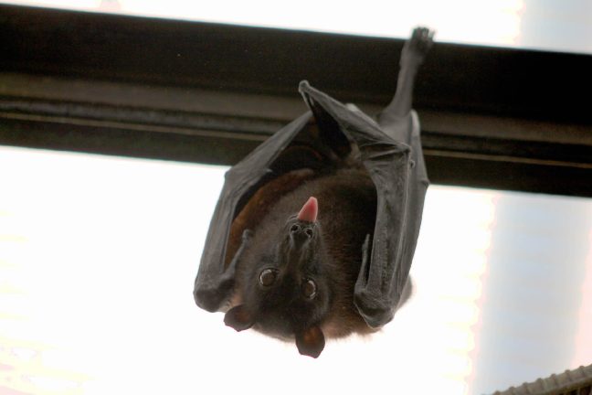 Les ultrasons des chauves-souris perturbés par les façades des immeubles