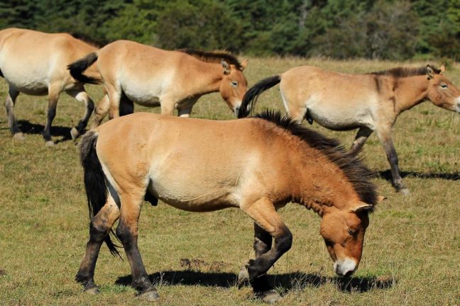 Le zoo de Prague ouvre une nouvelle maison pour des espèces rares de chevaux sauvages