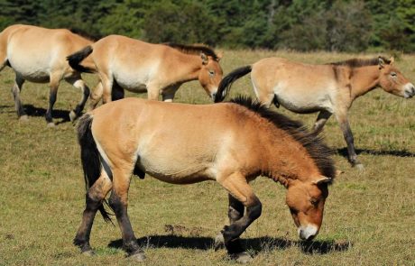 Le zoo de Prague ouvre une nouvelle maison pour des espèces rares de chevaux sauvages