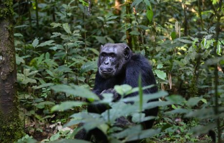 Le chimpanzé pourrait-il devenir une espèce en voie de disparition