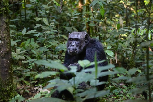 Le chimpanzé pourrait-il devenir une espèce en voie de disparition