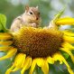 La biodiversité : un équilibre vital pour les animaux