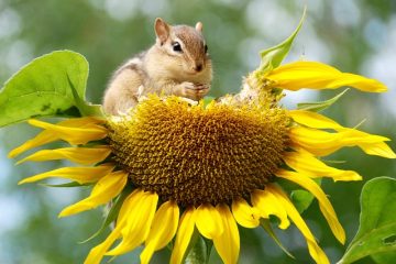 La biodiversité : un équilibre vital pour les animaux