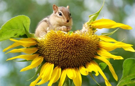 La biodiversité : un équilibre vital pour les animaux
