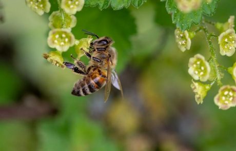 Au Costa Rica, une ville accorde la citoyenneté d’honneur aux pollinisateurs