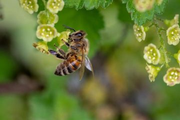 Au Costa Rica, une ville accorde la citoyenneté d’honneur aux pollinisateurs