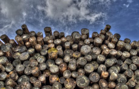 Filière forêt-bois : un tissu d’entreprises au service d’une gestion durable