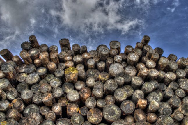Filière forêt-bois : un tissu d’entreprises au service d’une gestion durable