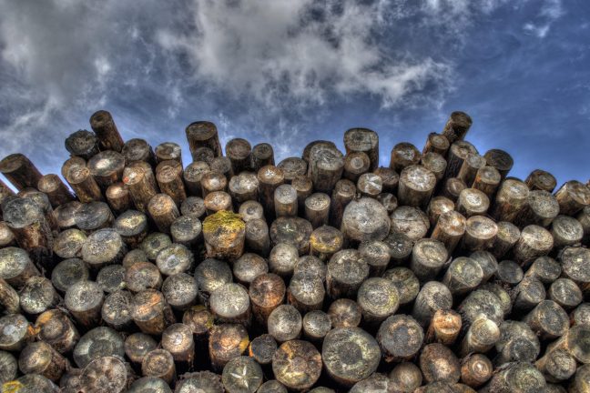 Filière forêt-bois : un tissu d’entreprises au service d’une gestion durable