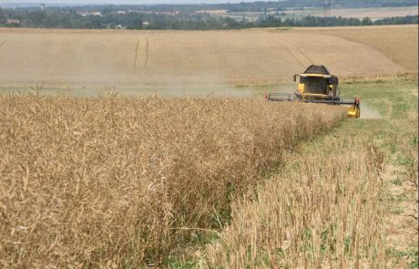 Le colza français mis à mal par la sécheresse