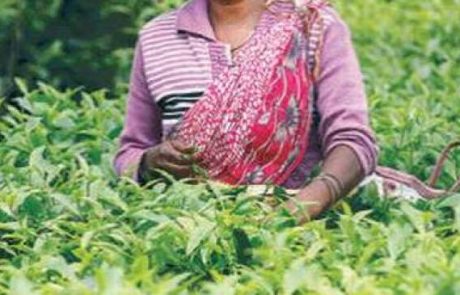 Oxfam alerte sur les conditions de travail des travailleurs des plantations de thé et de fruits