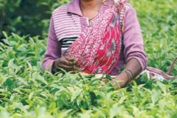Oxfam alerte sur les conditions de travail des travailleurs des plantations de thé et de fruits