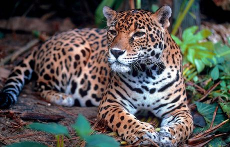 Le Mexique œuvre pour la sauvegarde du jaguar