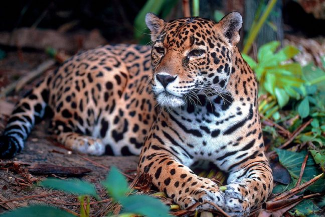Le Mexique œuvre pour la sauvegarde du jaguar