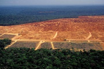 Consommation et environnement : ces produits alimentaires à l’origine de déforestation