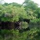 La COP30 aura lieu en Amazonie, à Belem
