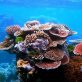 Des plongeurs immergent du corail artificiel au large des Émirats arabes unis pour construire un récif