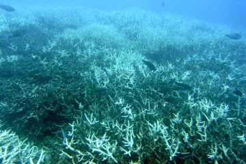 La Grande barrière de Corail affaiblie par le réchauffement climatique