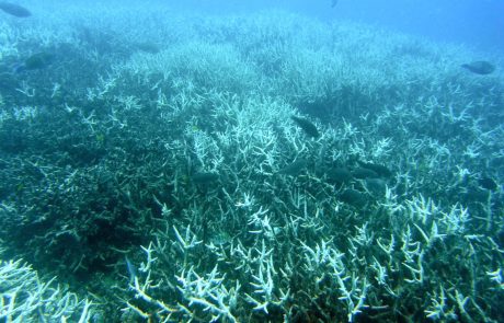 La Grande barrière de Corail affaiblie par le réchauffement climatique