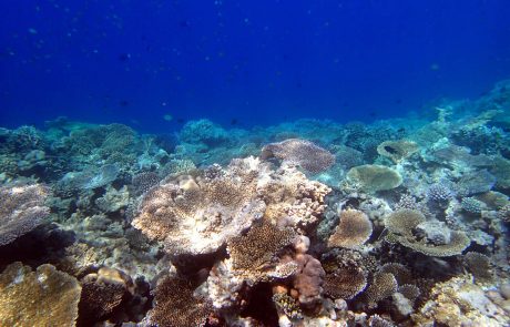 Les coraux japonais à leur tour touchés par le blanchissement