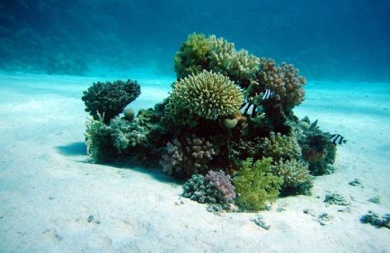 Le réchauffement climatique menace les coraux