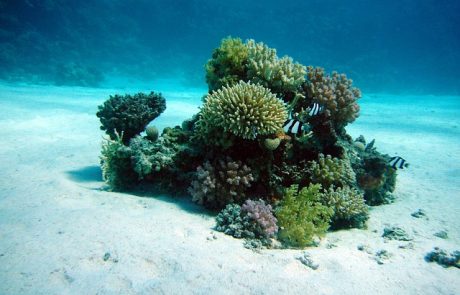 Le réchauffement climatique menace les coraux