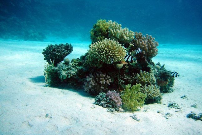 Le réchauffement climatique menace les coraux