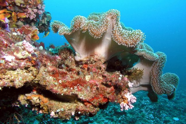 Des coraux de la Grande barrière résistent au blanchissement