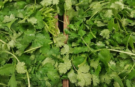 Londres : un ancien bunker reconverti en potager sous-terrain