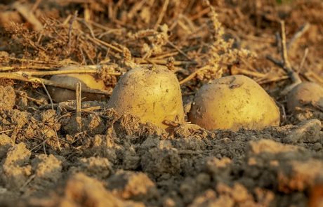 Pommes de terre : au cœur d’une agriculture stratégique et moderne