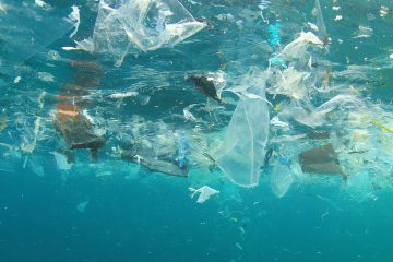 Le coût du plastique coûterait plus cher que sa production selon WWF