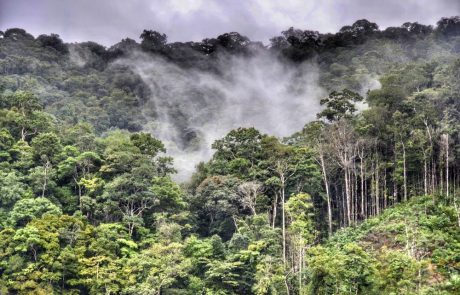 Le Suriname premier pays à vendre des crédits carbone dans le cadre de l’accord de Paris