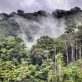 Le Suriname premier pays à vendre des crédits carbone dans le cadre de l’accord de Paris