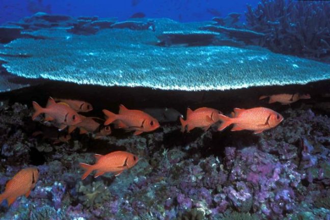 Les crèmes solaires contiennent des substances chimiques nocives pour les coraux, selon l’Anses