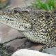 Des scientifiques cubains tentent de sauver l’un des crocodiles les plus rares au monde