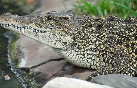 Des scientifiques cubains tentent de sauver l’un des crocodiles les plus rares au monde