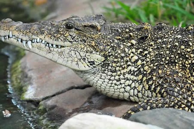 Des scientifiques cubains tentent de sauver l’un des crocodiles les plus rares au monde